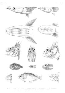 GrandidierMadagascarFishes 0081