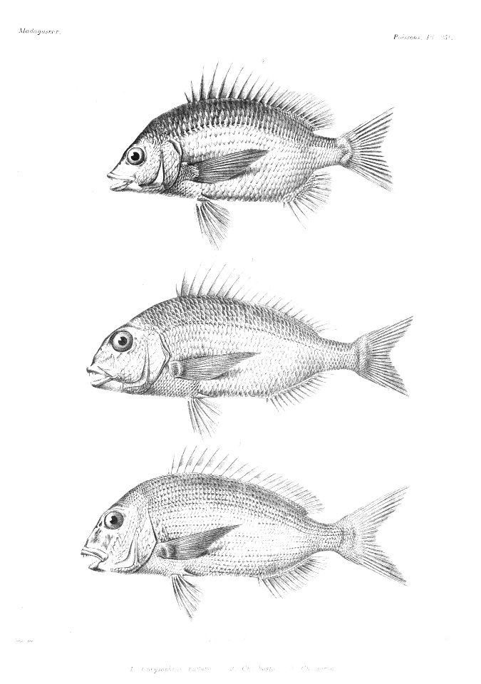 GrandidierMadagascarFishes 0061