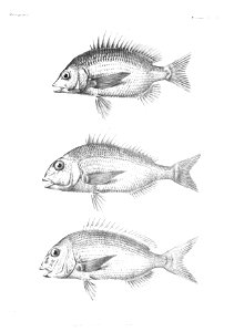 GrandidierMadagascarFishes 0061
