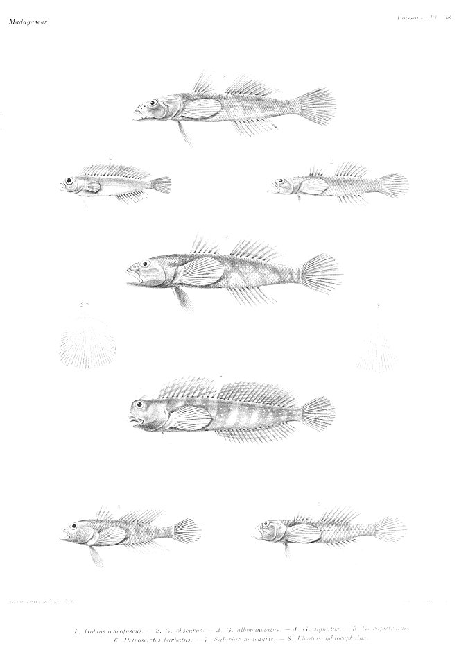 GrandidierMadagascarFishes 0089