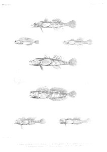 GrandidierMadagascarFishes 0089