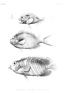GrandidierMadagascarFishes 0077