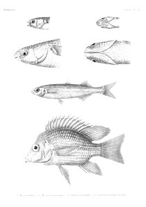 GrandidierMadagascarFishes 0105