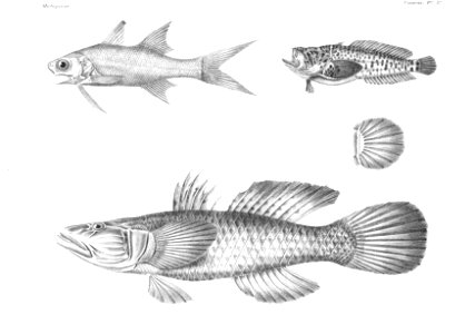 GrandidierMadagascarFishes 0085