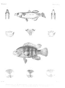 GrandidierMadagascarFishes 0113