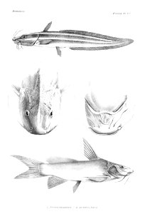 GrandidierMadagascarFishes 0121