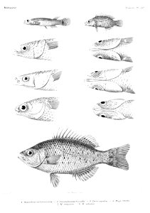 GrandidierMadagascarFishes 0101