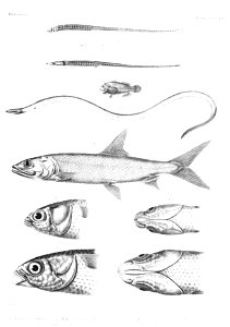 GrandidierMadagascarFishes 0129