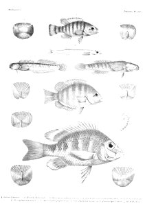 GrandidierMadagascarFishes 0109
