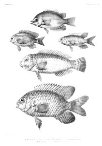 GrandidierMadagascarFishes 0117