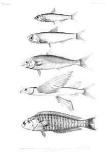 GrandidierMadagascarFishes 0125