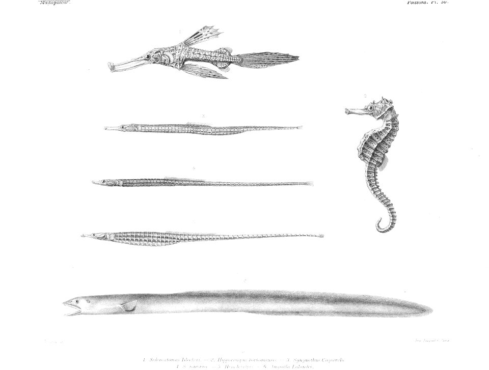 GrandidierMadagascarFishes 0133