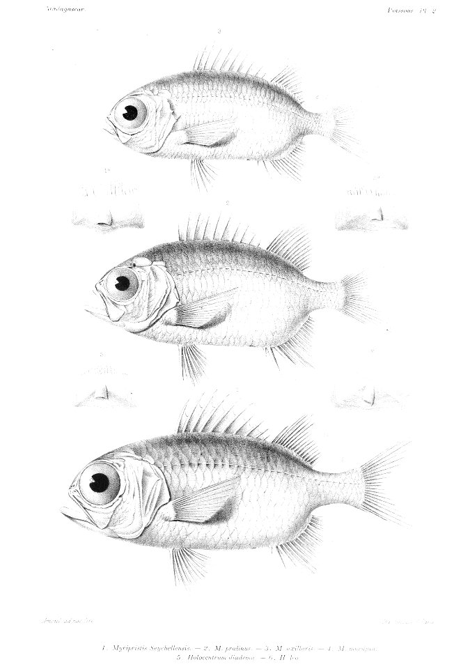 GrandidierMadagascarFishes 0011