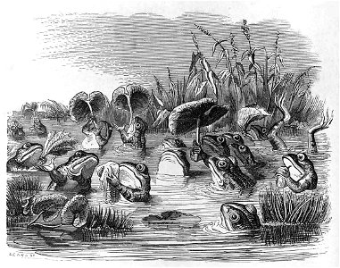 Grandville Frogs & Sun