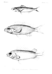 GrandidierMadagascarFishes 0019