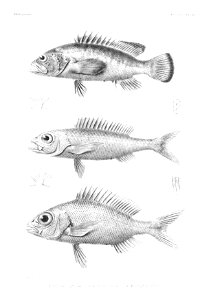 GrandidierMadagascarFishes 0027