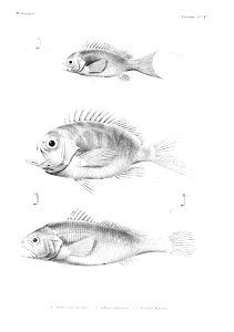 GrandidierMadagascarFishes 0043