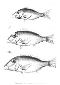 GrandidierMadagascarFishes 0051