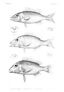 GrandidierMadagascarFishes 0059