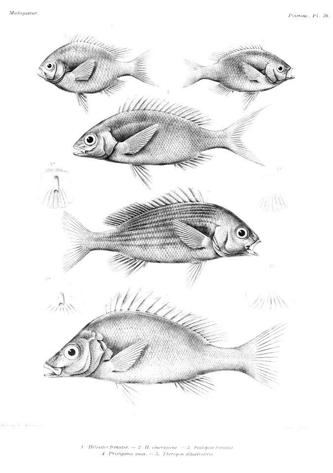 GrandidierMadagascarFishes 0067