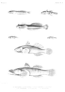 GrandidierMadagascarFishes 0091