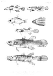 GrandidierMadagascarFishes 0099