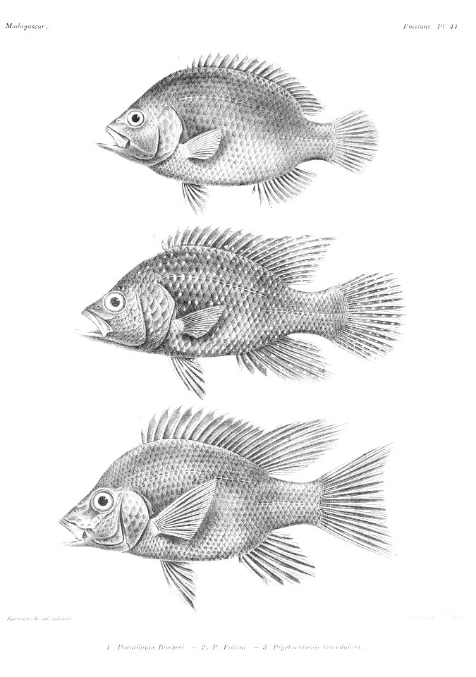 GrandidierMadagascarFishes 0107