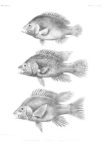GrandidierMadagascarFishes 0107