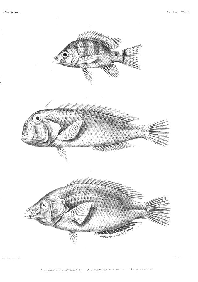 GrandidierMadagascarFishes 0115