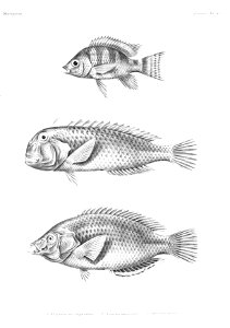 GrandidierMadagascarFishes 0115