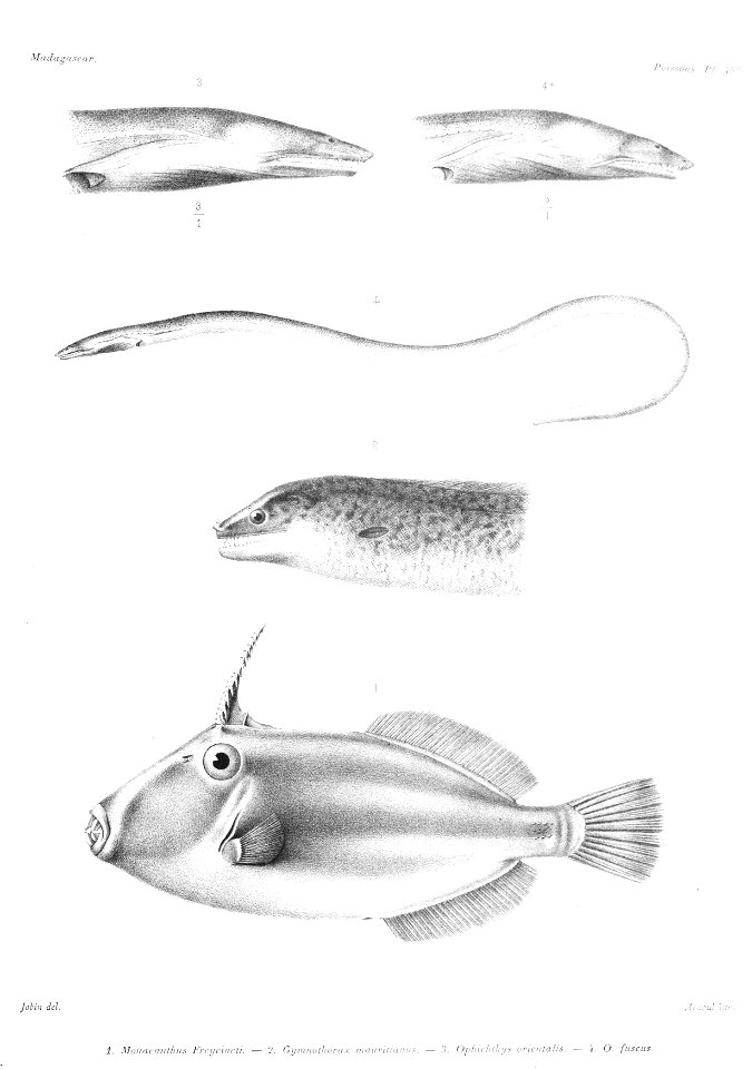 GrandidierMadagascarFishes 0131