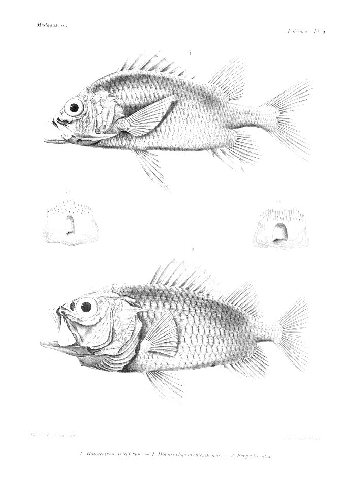 GrandidierMadagascarFishes 0015
