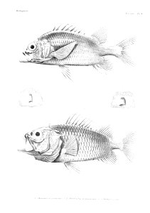 GrandidierMadagascarFishes 0015