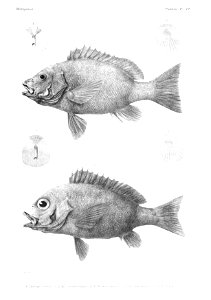 GrandidierMadagascarFishes 0031