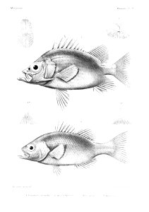 GrandidierMadagascarFishes 0039