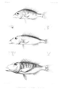 GrandidierMadagascarFishes 0047