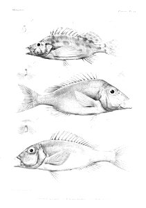 GrandidierMadagascarFishes 0055