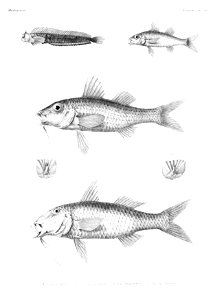 GrandidierMadagascarFishes 0063