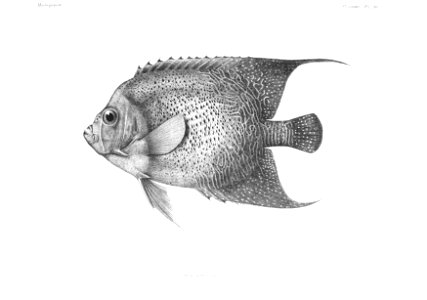GrandidierMadagascarFishes 0071