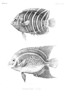 GrandidierMadagascarFishes 0079