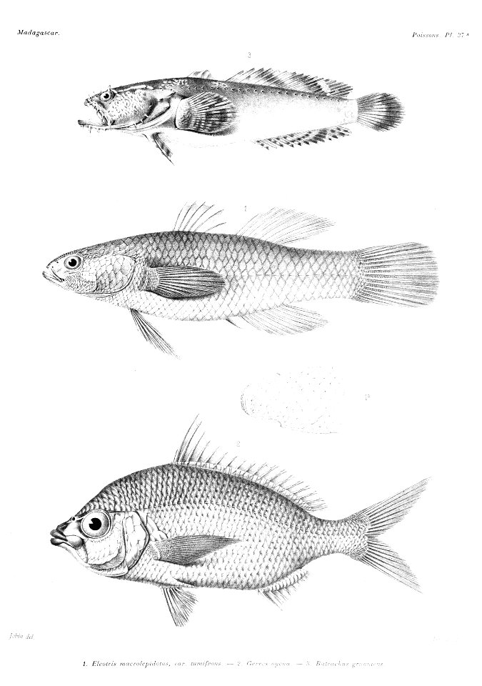 GrandidierMadagascarFishes 0087