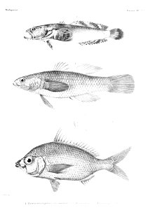 GrandidierMadagascarFishes 0087