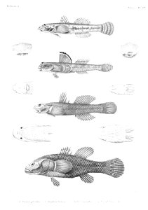 GrandidierMadagascarFishes 0095