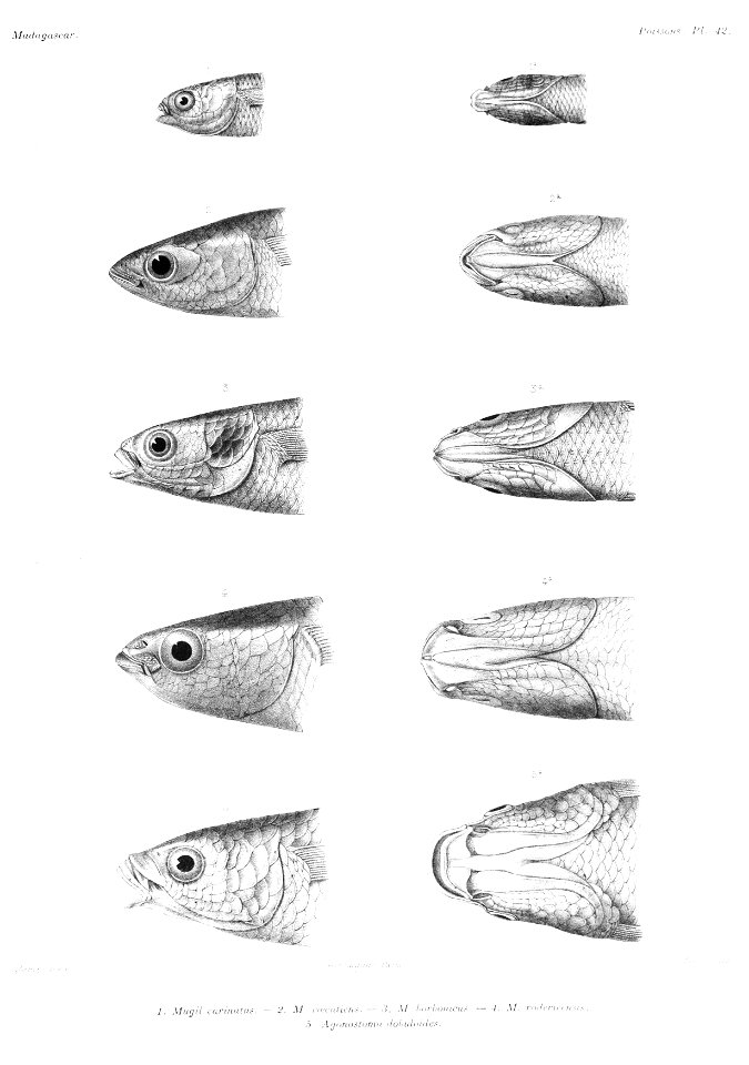 GrandidierMadagascarFishes 0103