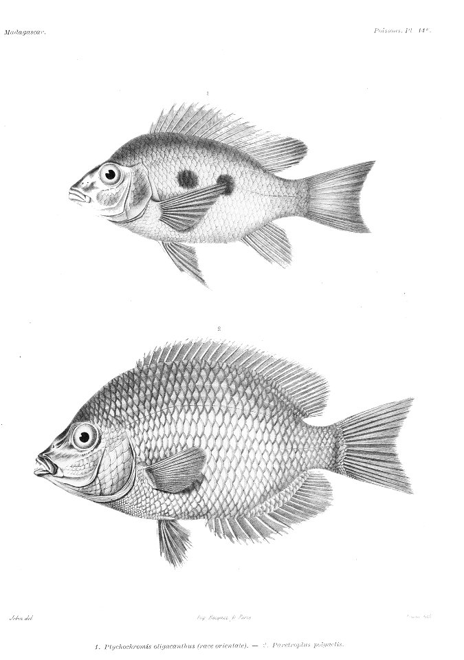 GrandidierMadagascarFishes 0111