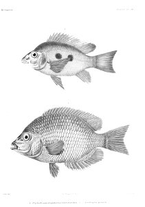GrandidierMadagascarFishes 0111