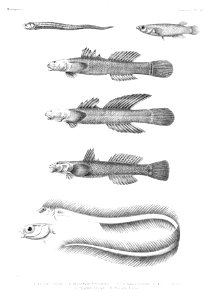 GrandidierMadagascarFishes 0119