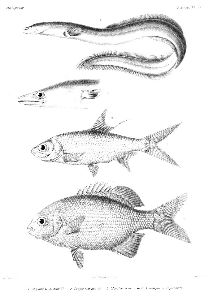 GrandidierMadagascarFishes 0127