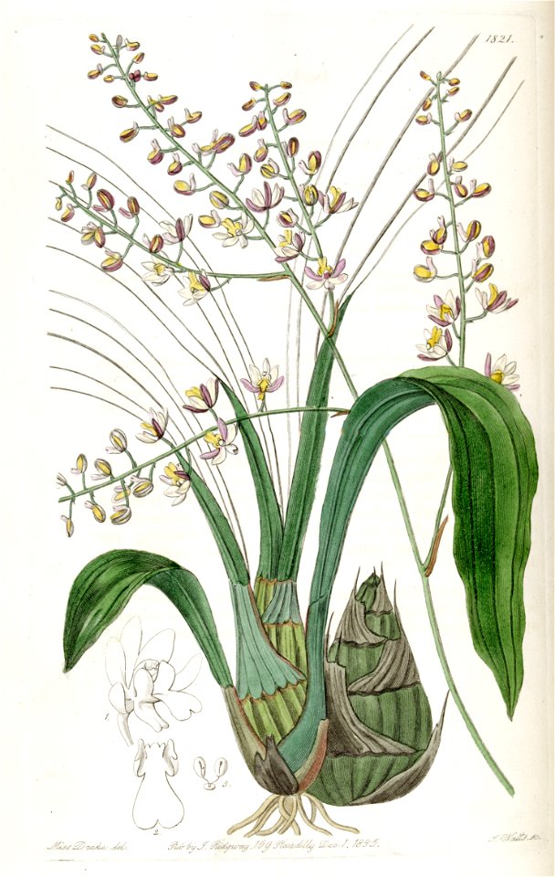 Graphorkis lurida (as Eulophia lurida) - Edwards vol 21 pl 1821 (1836)