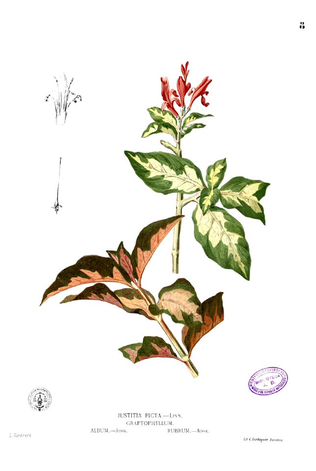 Graptophyllum spp Blanco1.8